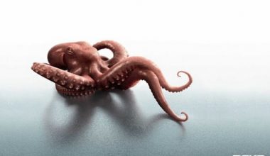 bekooctopus | Блог Алексея Волкова