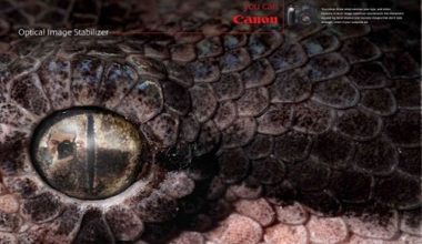 canonsnake | Блог Алексея Волкова