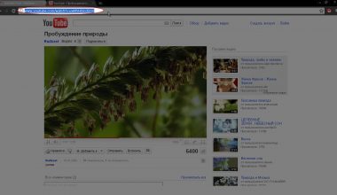 Как опубликовать видеоролик YouTube в WordPress | Блог Алексея Волкова