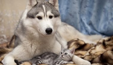 wall_2334 | Блог Алексея Волкова