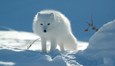 wall_1481 | Блог Алексея Волкова