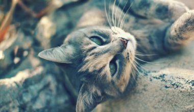 wall_718 | Блог Алексея Волкова