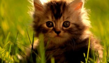 wall_798 | Блог Алексея Волкова