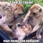 вставай еще правочки пришли | Блог Алексея Волкова